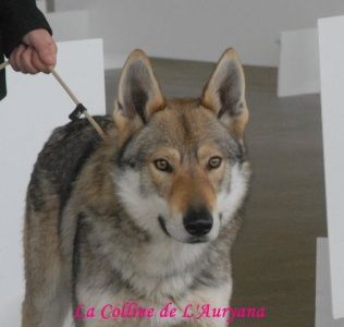 CH. Igg-loup dit paco De La Colline De L'Auryana