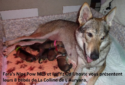 De La Colline De L'Auryana - Nos bébés sont nés !