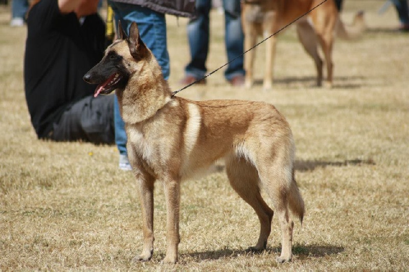 Ginger du Domaine de Vauroux