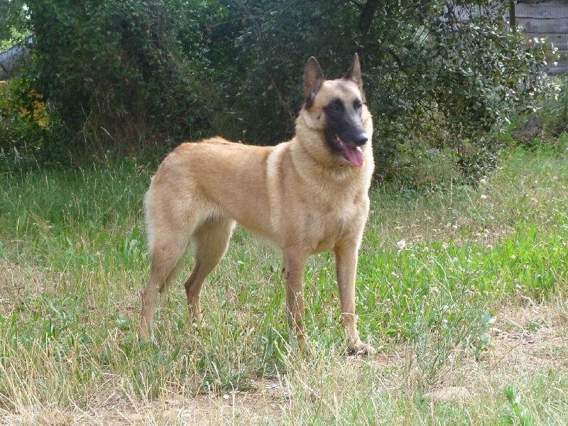 Ginger du Domaine de Vauroux