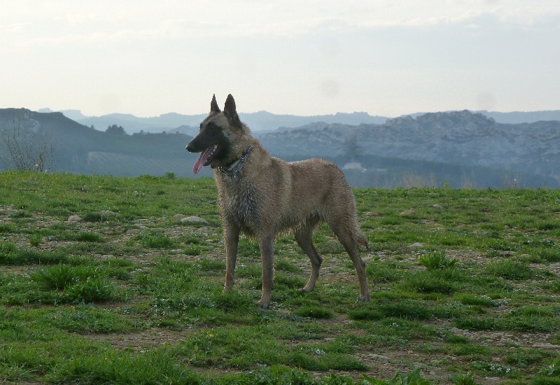 Ginger du Domaine de Vauroux