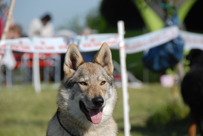 Isa-bella eely pon-gyz De La Colline De L'Auryana