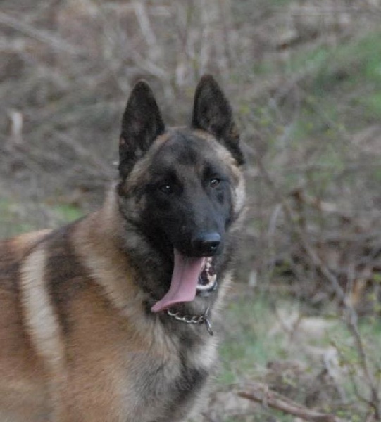 Jak'obb weel-oh De La Colline De L'Auryana