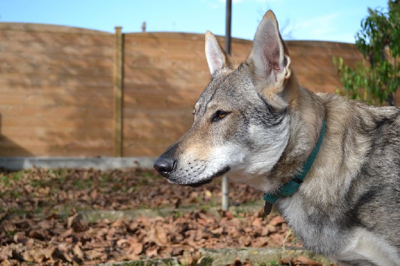 Lazzuly De La Colline De L'Auryana