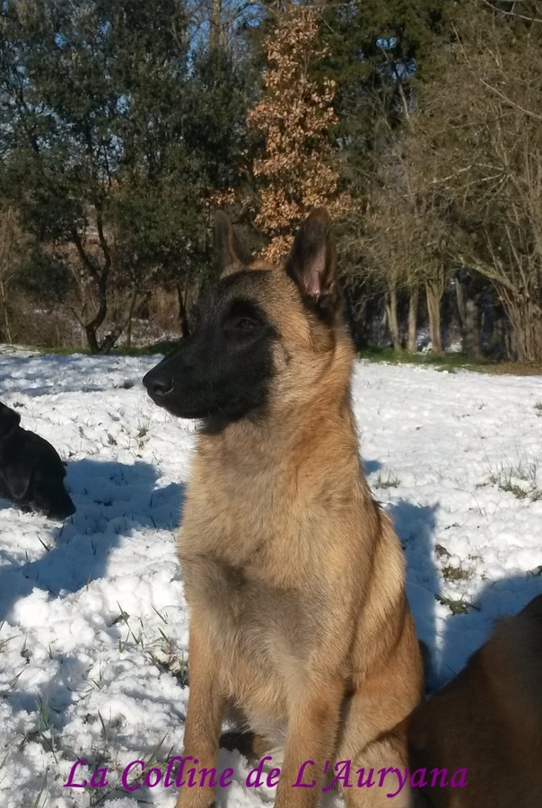Morphée De La Colline De L'Auryana