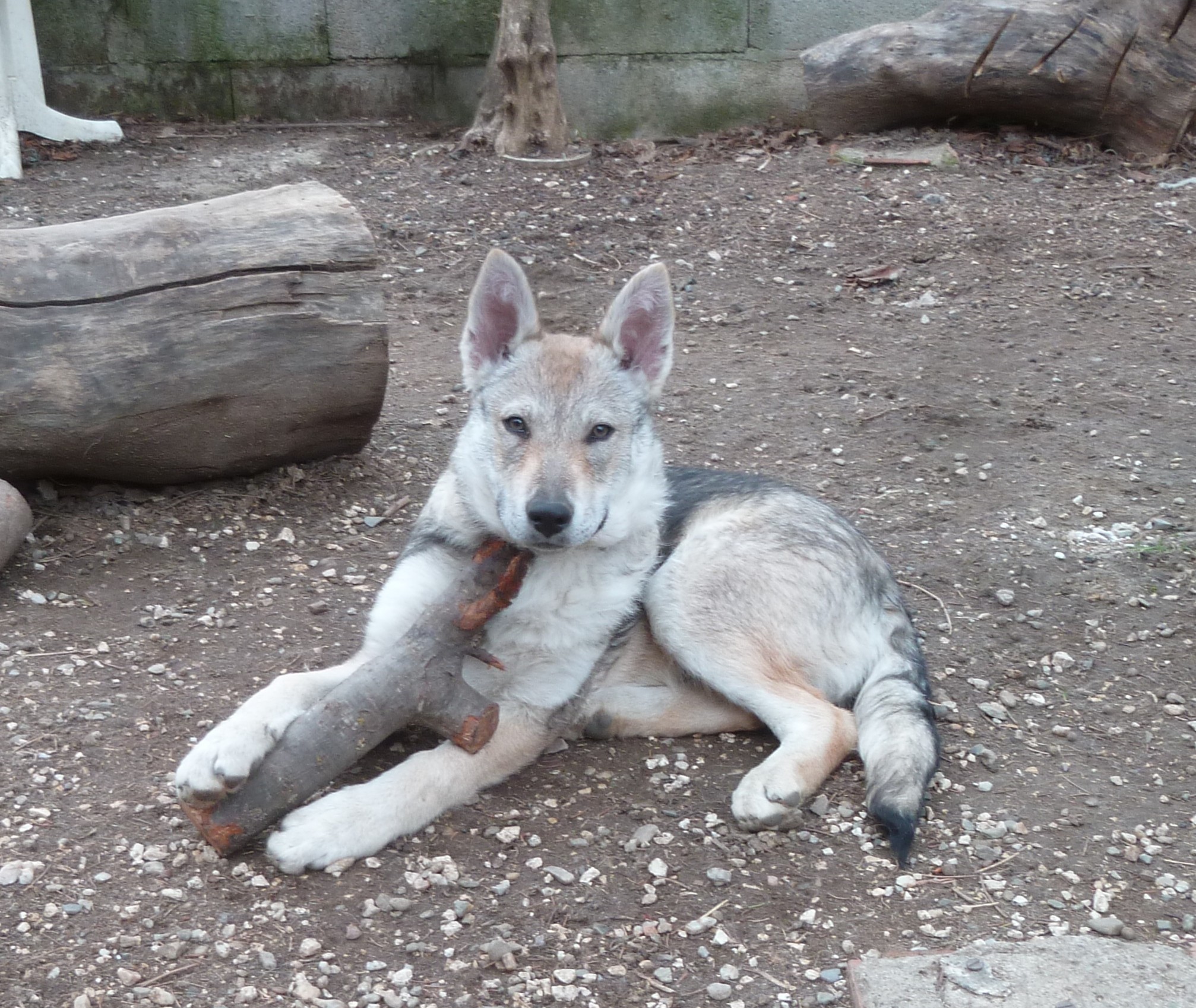 Nass-tya De La Colline De L'Auryana